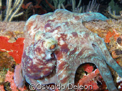 Octopus, River Wreck at St. Kitts night dive. by Osvaldo Deleon 